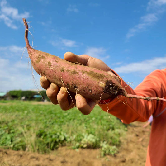 自然の恵みがぎゅっと詰まった、甘くてほくほくのさつまいもが入荷しました！