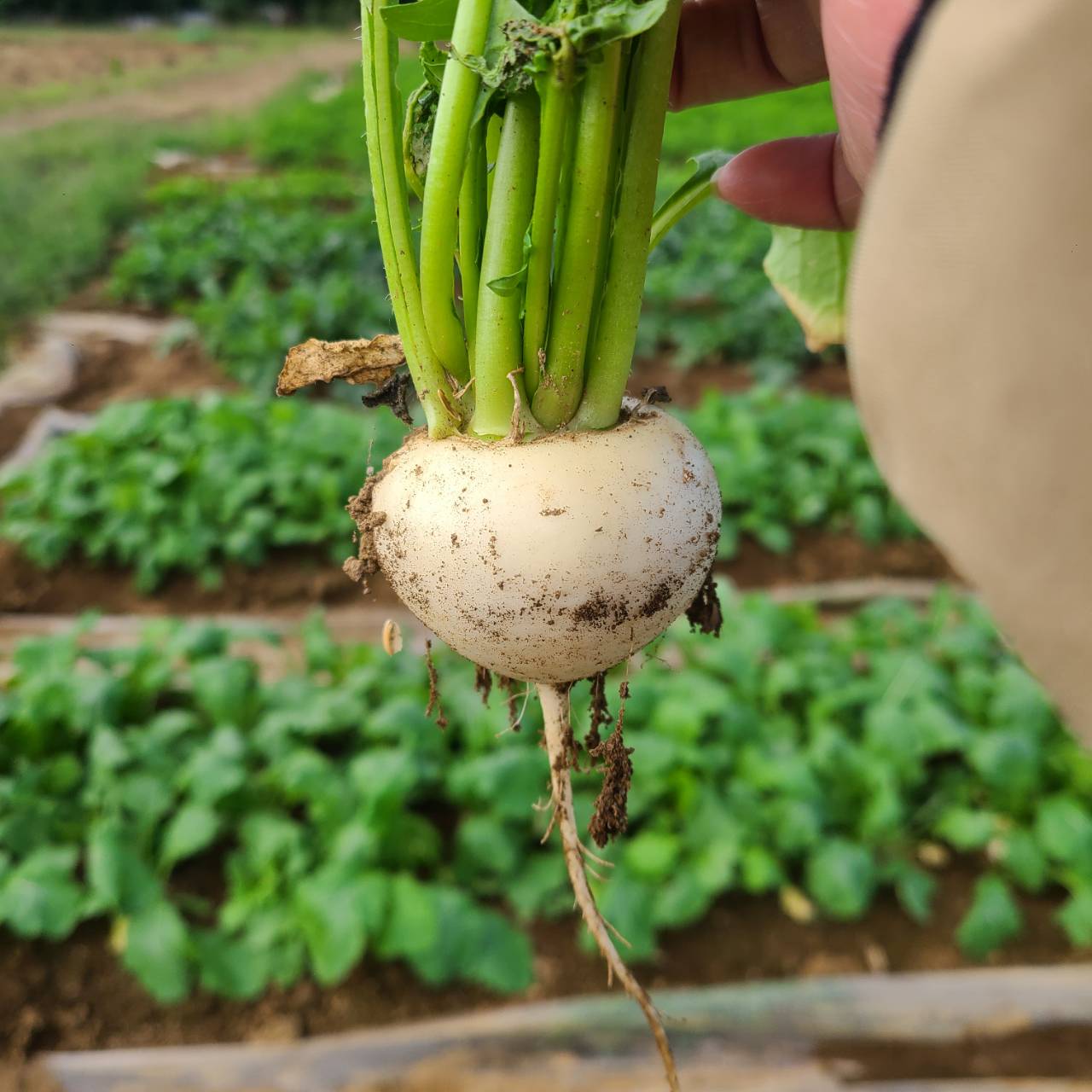 新鮮なかぶ。皮ごと食べられ、やわらかな食感とほんのり甘みが特徴の旬の野菜。