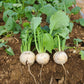 新鮮なかぶ。皮ごと食べられ、やわらかな食感とほんのり甘みが特徴の旬の野菜。