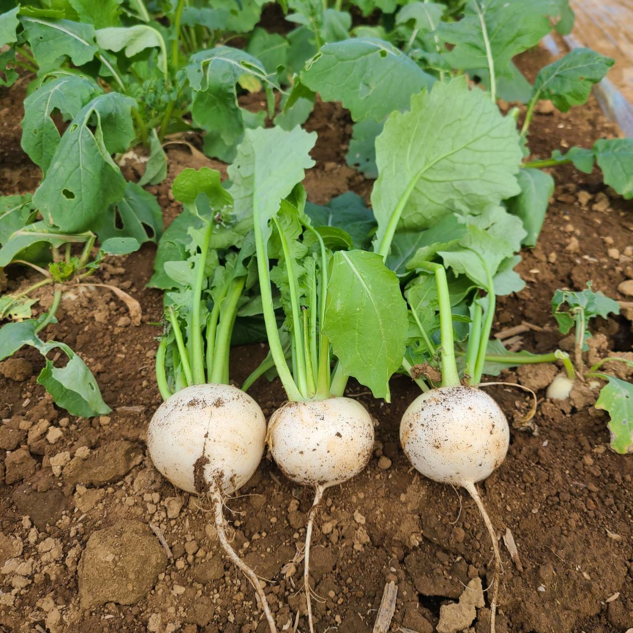 新鮮なかぶ。皮ごと食べられ、やわらかな食感とほんのり甘みが特徴の旬の野菜。