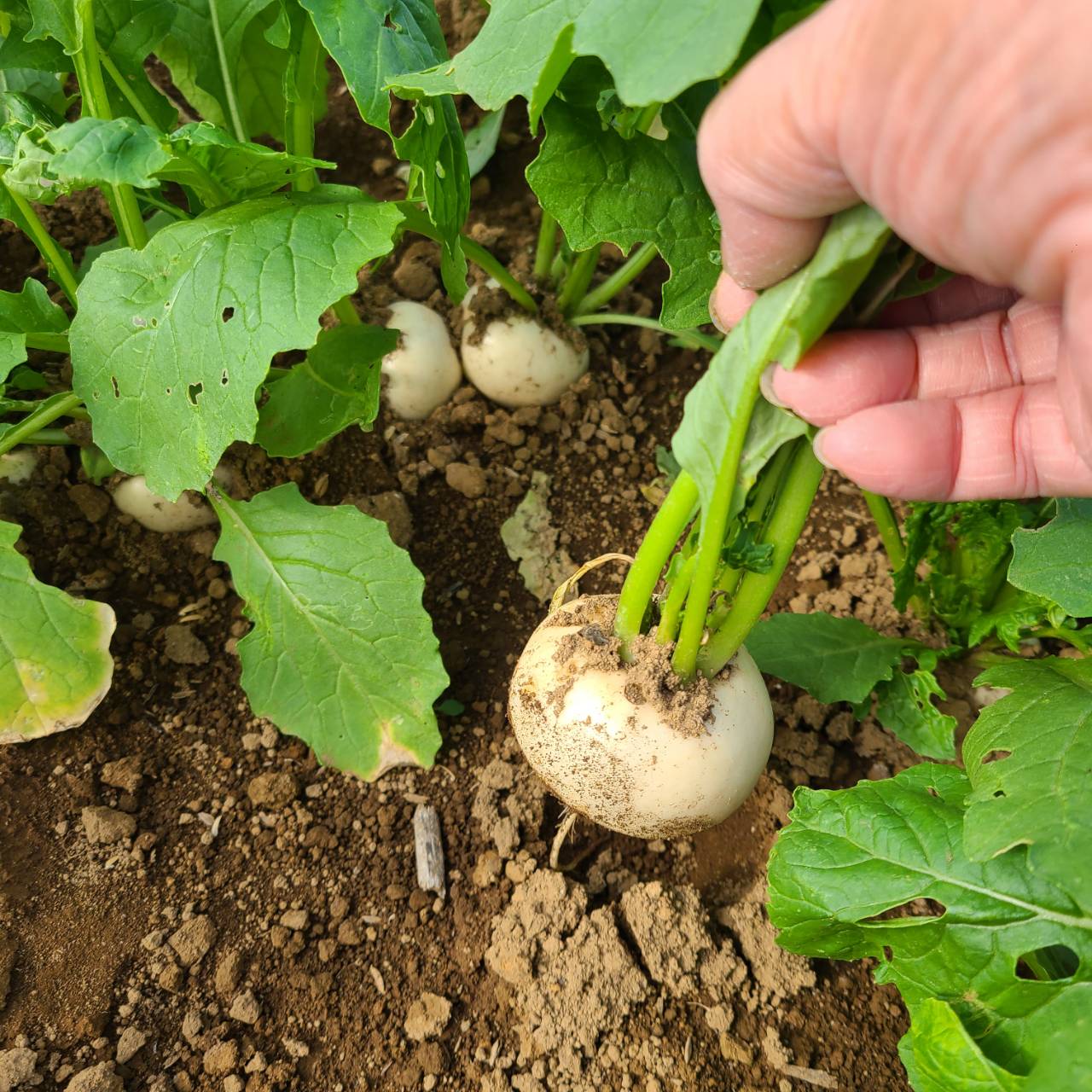 新鮮なかぶ。皮ごと食べられ、やわらかな食感とほんのり甘みが特徴の旬の野菜。