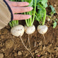 新鮮なかぶ。皮ごと食べられ、やわらかな食感とほんのり甘みが特徴の旬の野菜。