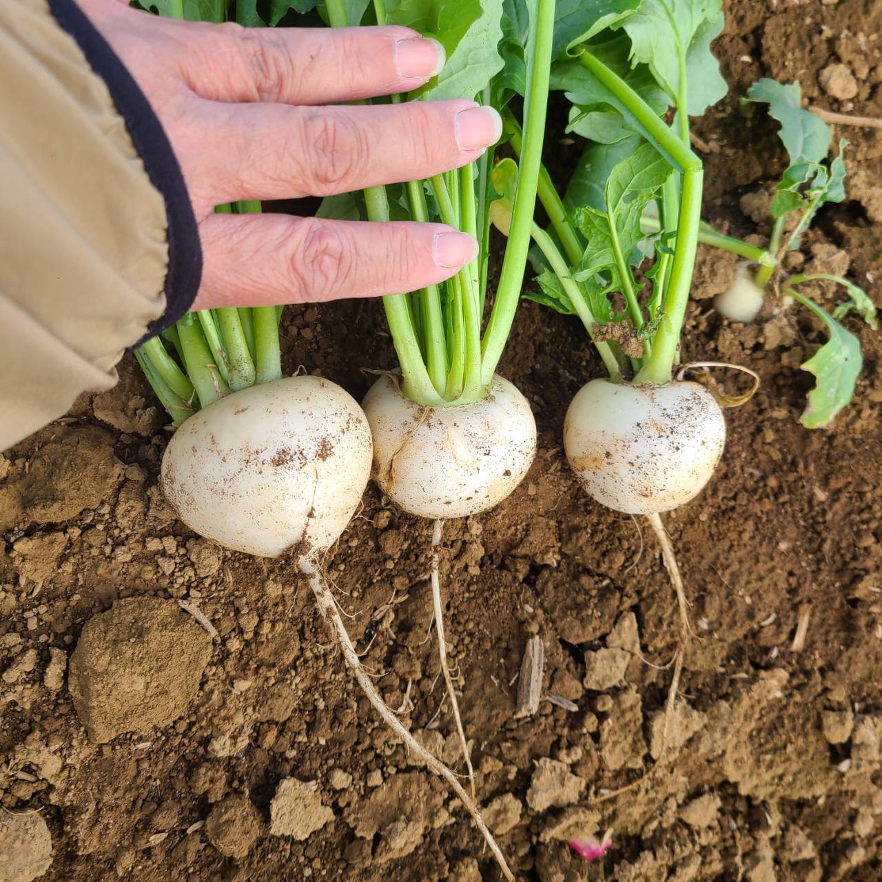 新鮮なかぶ。皮ごと食べられ、やわらかな食感とほんのり甘みが特徴の旬の野菜。