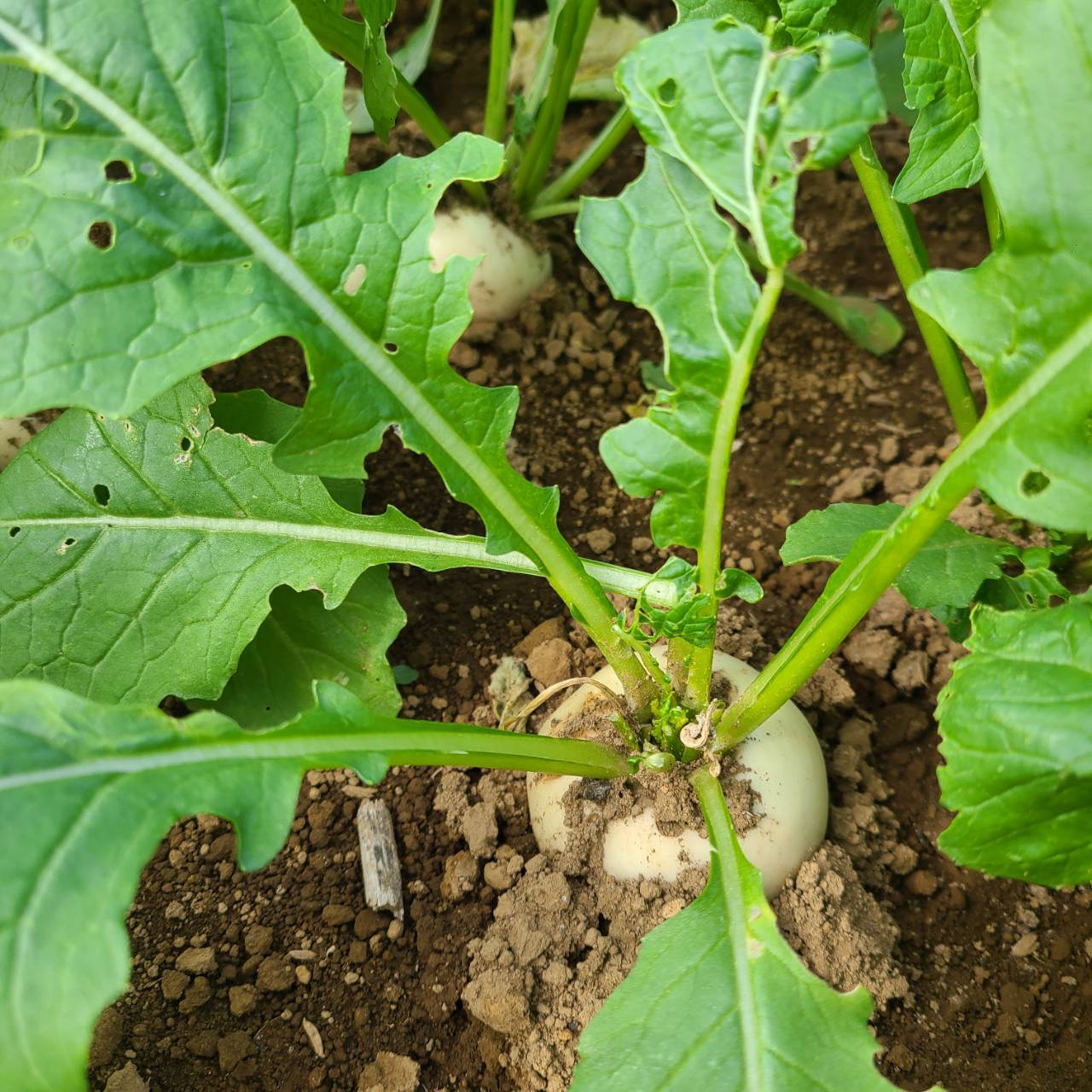 新鮮なかぶ。皮ごと食べられ、やわらかな食感とほんのり甘みが特徴の旬の野菜。