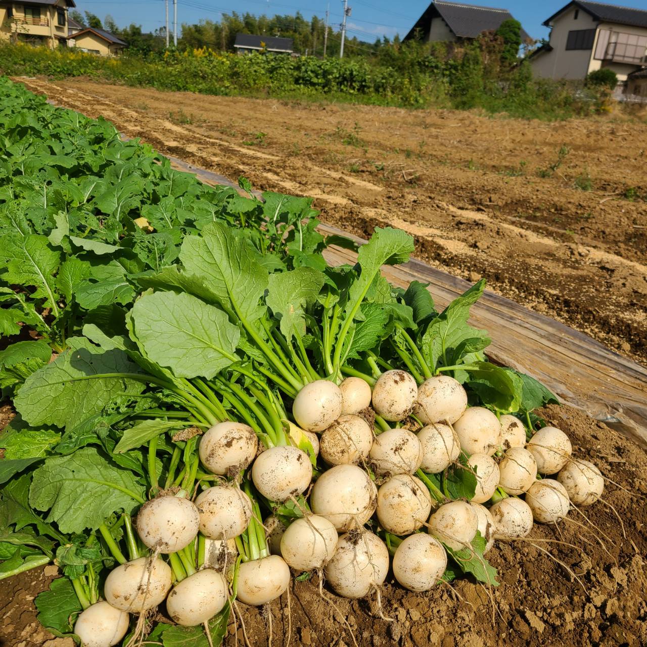 新鮮なかぶ。皮ごと食べられ、やわらかな食感とほんのり甘みが特徴の旬の野菜。