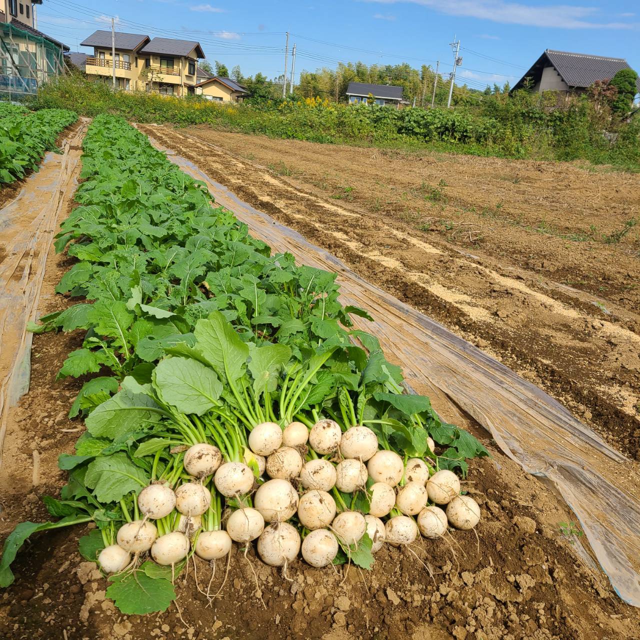新鮮なかぶ。皮ごと食べられ、やわらかな食感とほんのり甘みが特徴の旬の野菜。