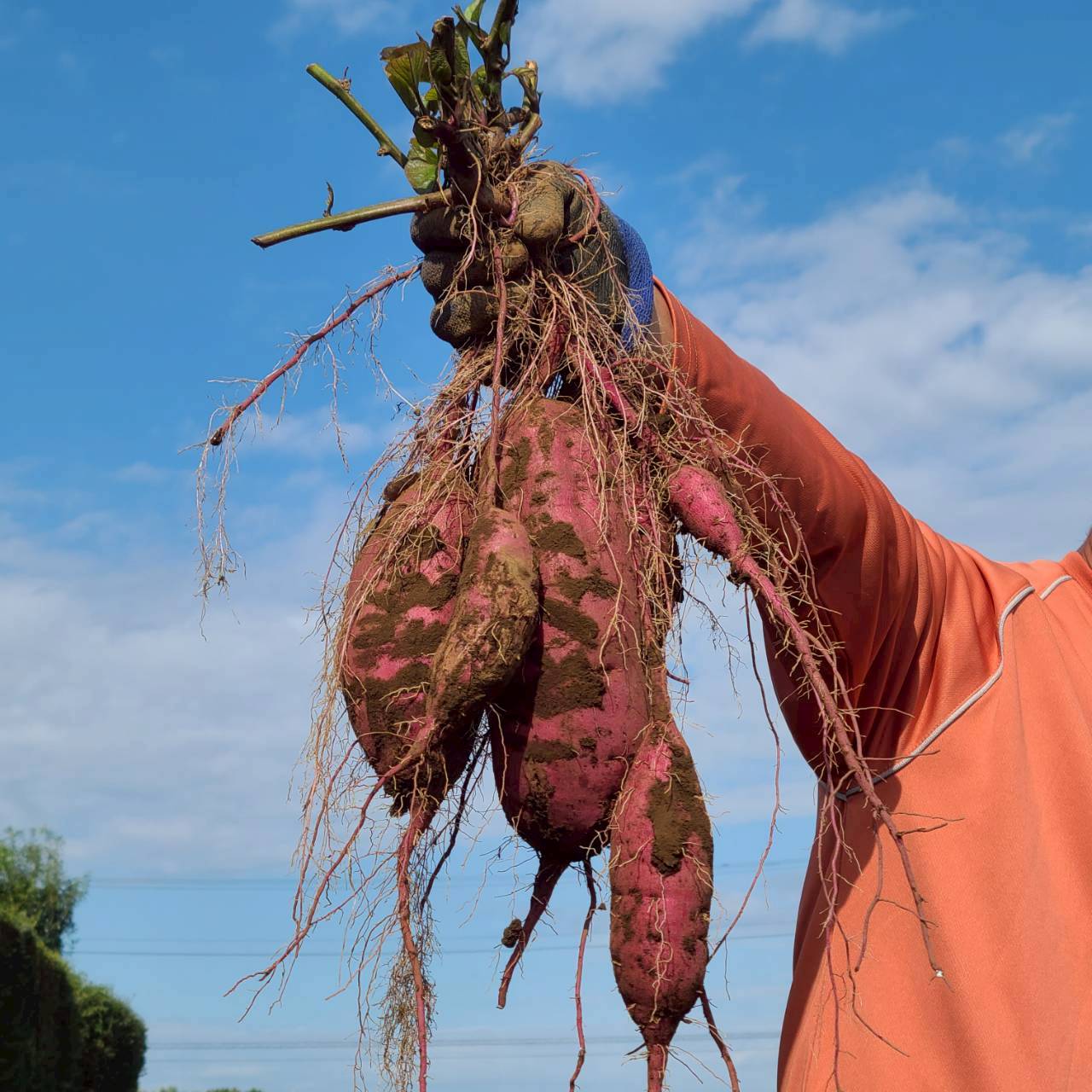 農薬不使用の紅はるか さつまいも、甘くてほくほくの自然栽培野菜