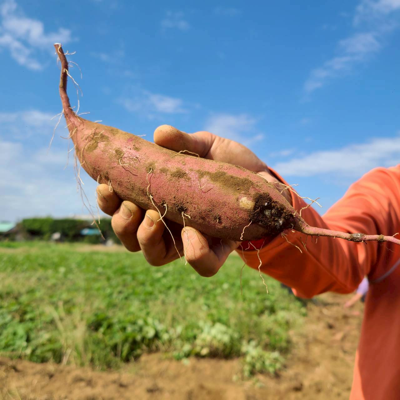 農薬不使用の紅はるか さつまいも、甘くてほくほくの自然栽培野菜