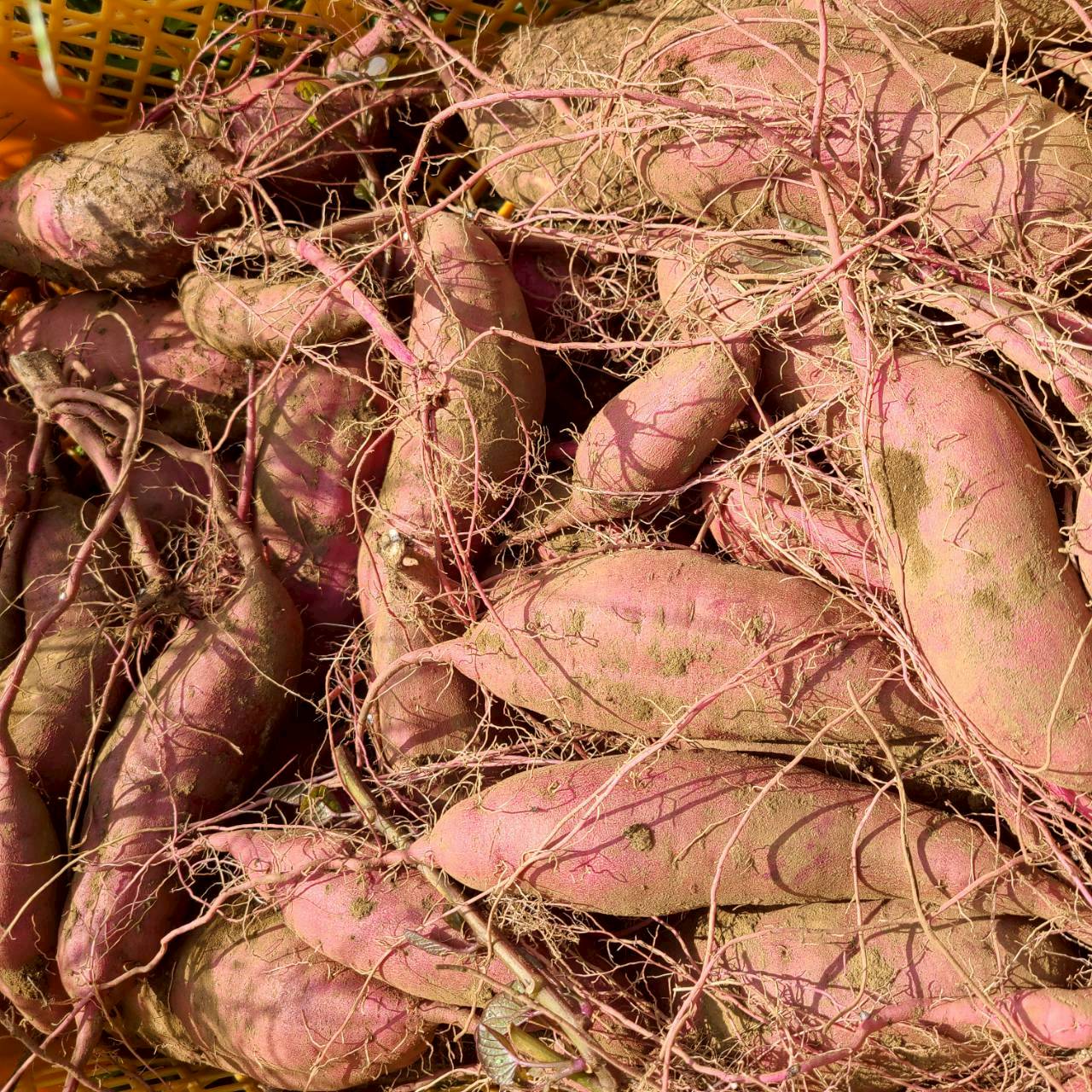 農薬不使用の紅はるか さつまいも、甘くてほくほくの自然栽培野菜