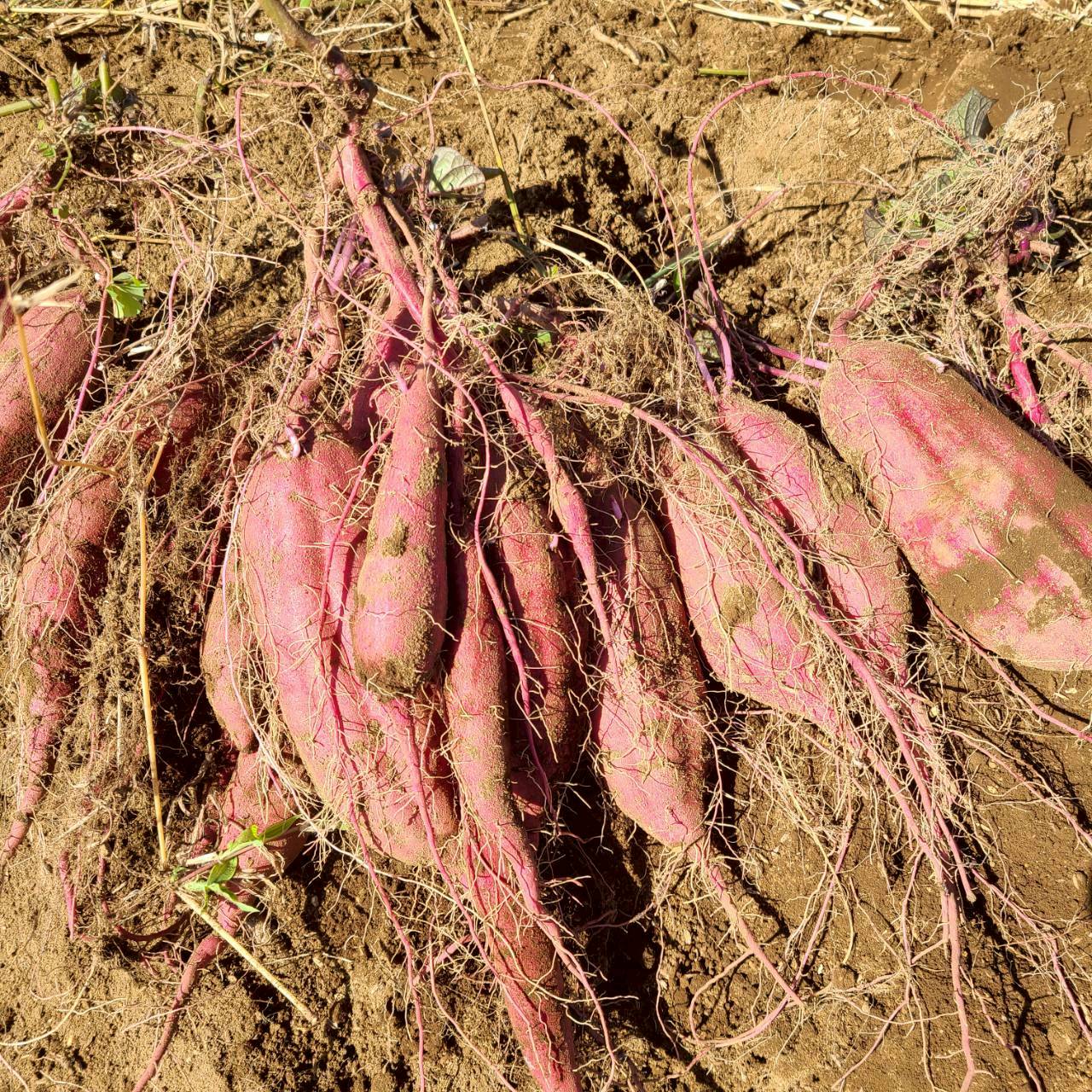 農薬不使用の紅はるか さつまいも、甘くてほくほくの自然栽培野菜