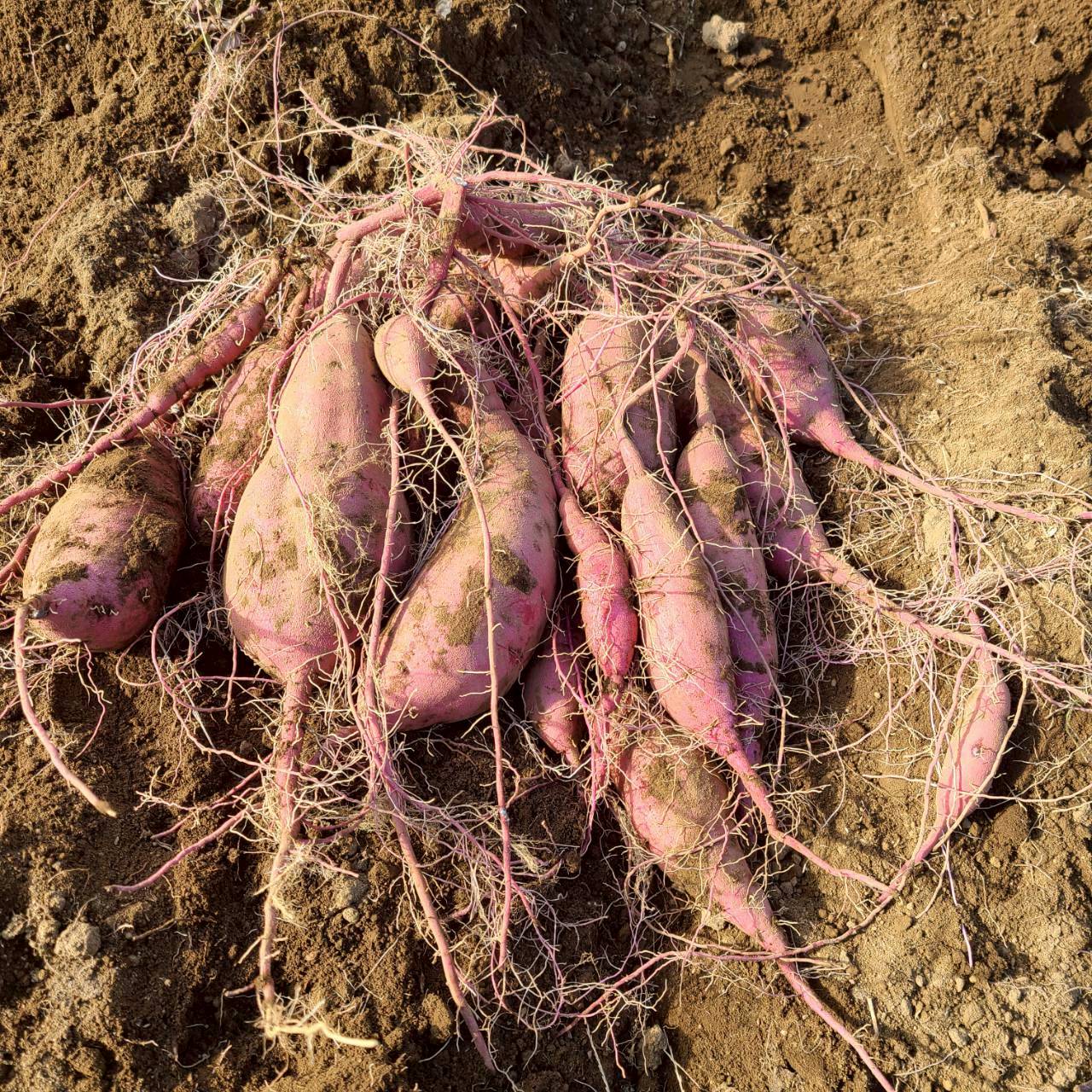 農薬不使用の紅はるか さつまいも、甘くてほくほくの自然栽培野菜