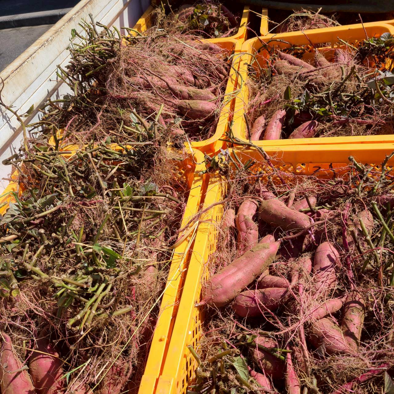 農薬不使用の紅はるか さつまいも、甘くてほくほくの自然栽培野菜