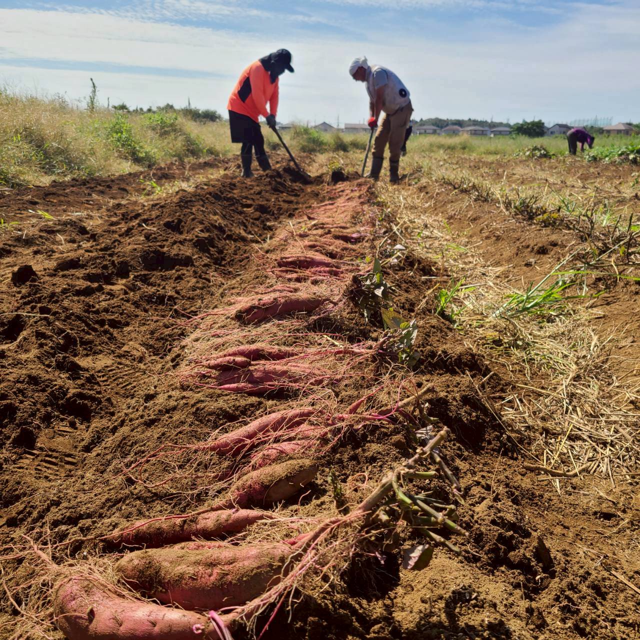 農薬不使用の紅はるか さつまいも、甘くてほくほくの自然栽培野菜