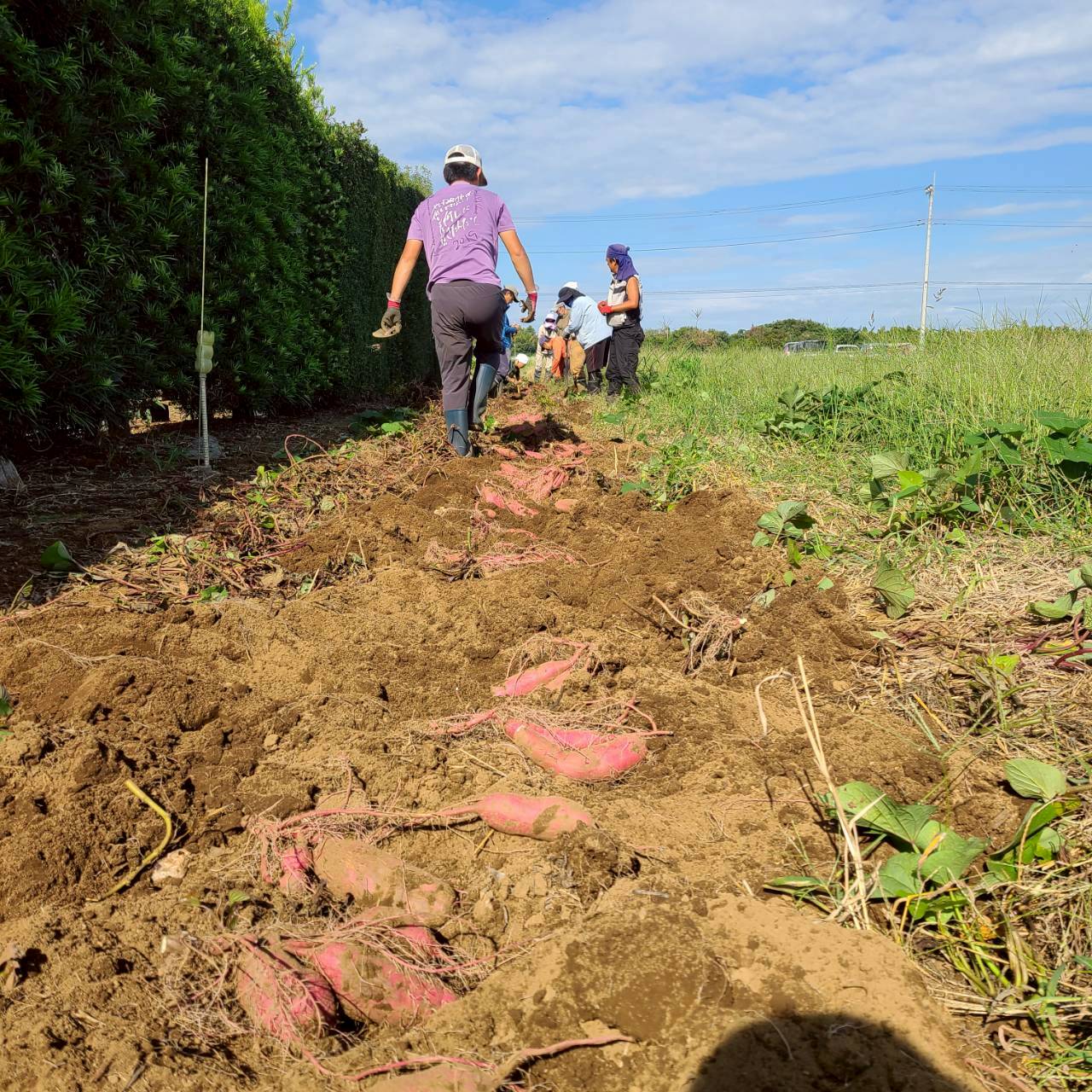 農薬不使用の紅はるか さつまいも、甘くてほくほくの自然栽培野菜